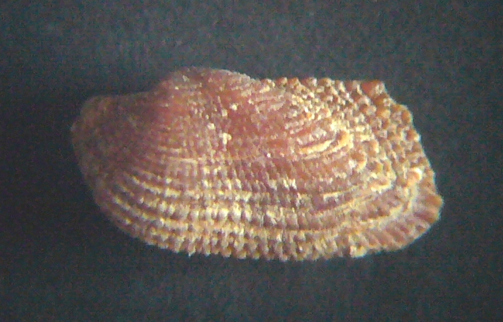 Asperarca nodulosa